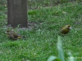 gruenfinkenpaar2.jpg