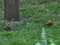 gruenfinkenpaar3.jpg