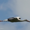 walsrode-storch3