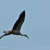 walsrode-storch1