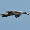 walsrode-storch2
