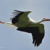walsrode-storch4